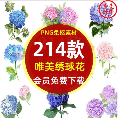 唯美绣球花花卉花朵背景图案png免抠图片 手绘绣球花插画ps素材