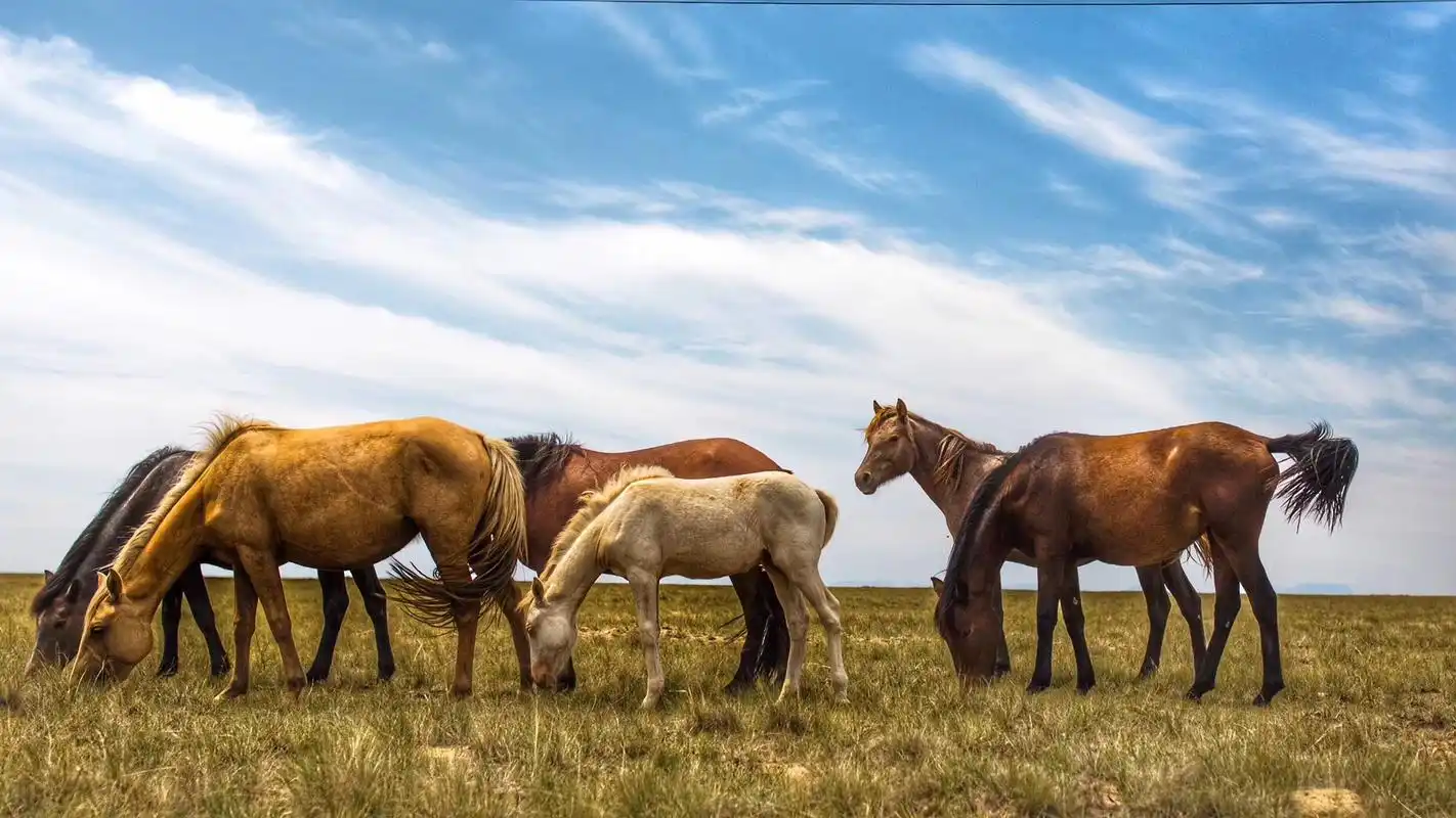 在内蒙古的阿尔巴斯,追踪一群马
