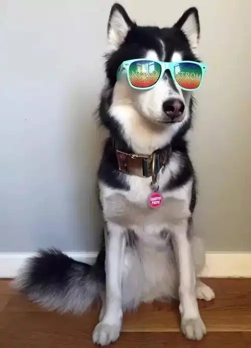 原来那张很火的哈士奇舔玻璃的动图来自它们俩