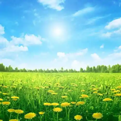 蓝天白云下的美丽野花山谷风景