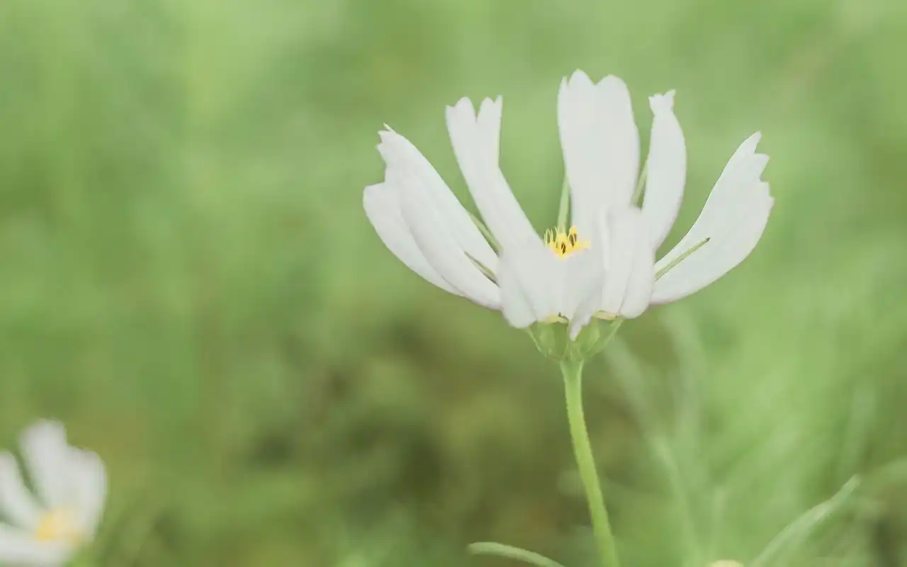 时光深处,等风听雨(深度好文)