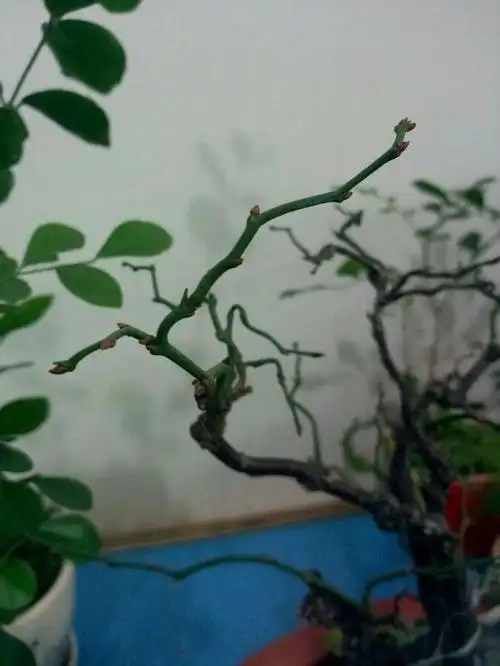 为什么我的龙游梅现在还没有花苞?