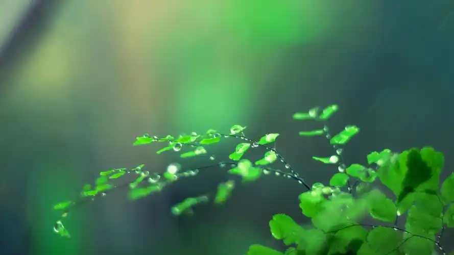 绿色护眼清新植物屏保_为你的眼睛点缀绿意_风景壁纸