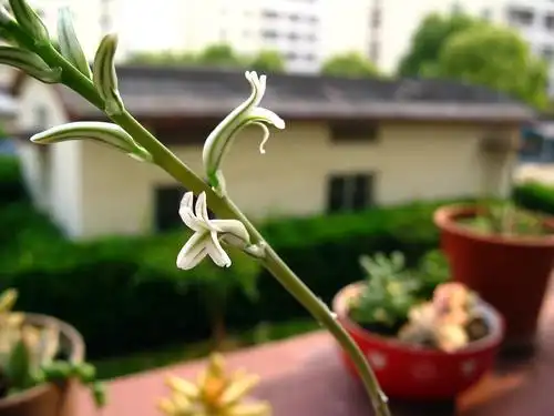 更新我的玉露开花了