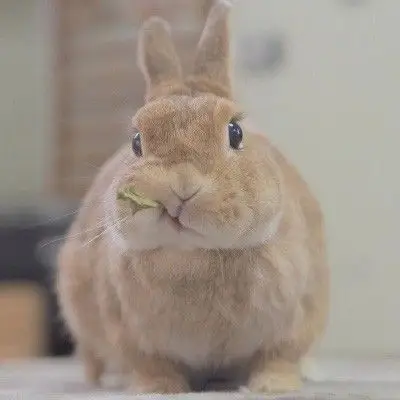 真实呆萌萌萌兔子头像,动物头像图片-回车桌面