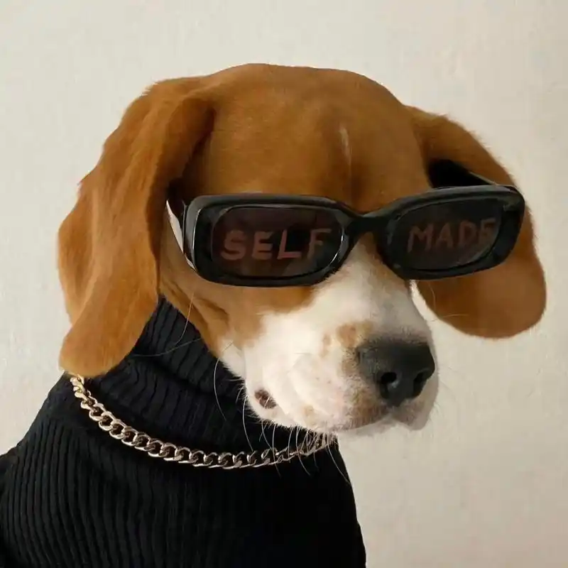 本就不同路,是我执意要跟你走#狗狗头像 #欢迎取图 - 抖音