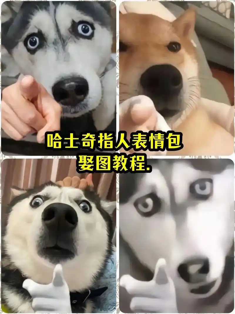 指的就是你#压迫感 #哈士奇 #表情包 # - 抖音