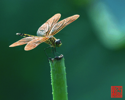 留住乡愁丨我们阳春人小时候抓过的昆虫你还记得不