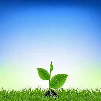 青草,年轻,草,幼小植物,矢量,插画