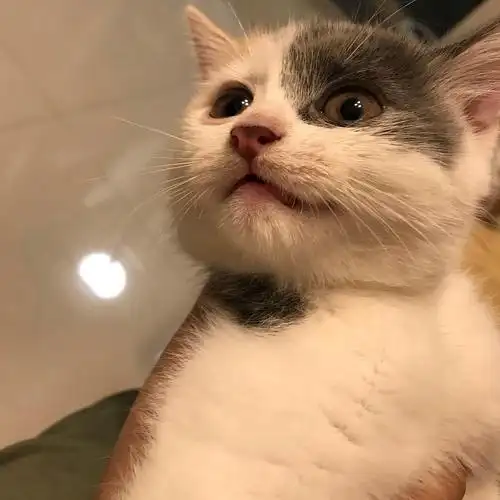 拱墅区橘猫和英短串串小猫低偿领养2个月大