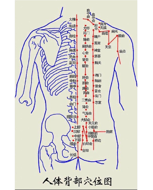 中医拔罐穴位图