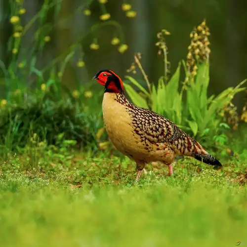 国家一级保护动物——黄腹角雉