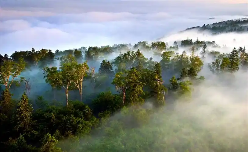 1/9夏天来到雪岭,迎接我们的是茂密的原始森林,天然湿地和林间涓涓细