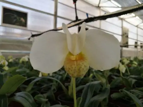 白花兜兰,幽幽匀城