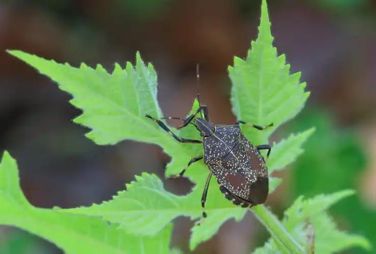 昆虫世界6-蝽科 作者:justin的美篇