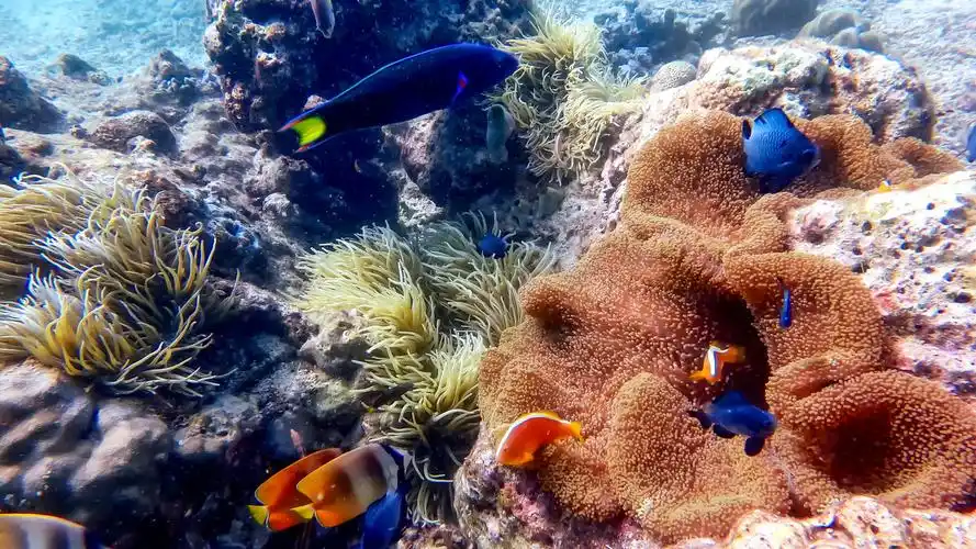 美丽的海底世界