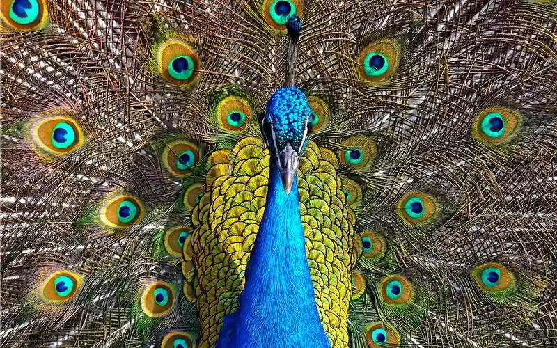 孔雀开屏唯美高清摄影图片桌面壁纸
