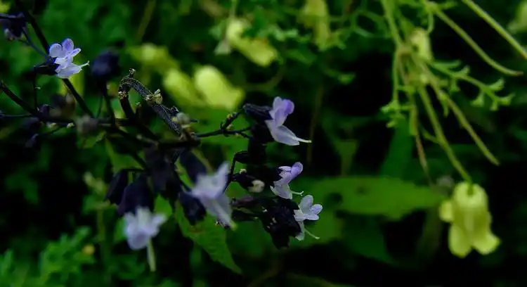 蓝萼香茶菜 - 痴人谈梦 - 痴人谈梦的博客