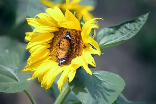 天性温暖,向阳而歌.捧着24k的纯粹和丰盈,还有献给秋天的谦恭.