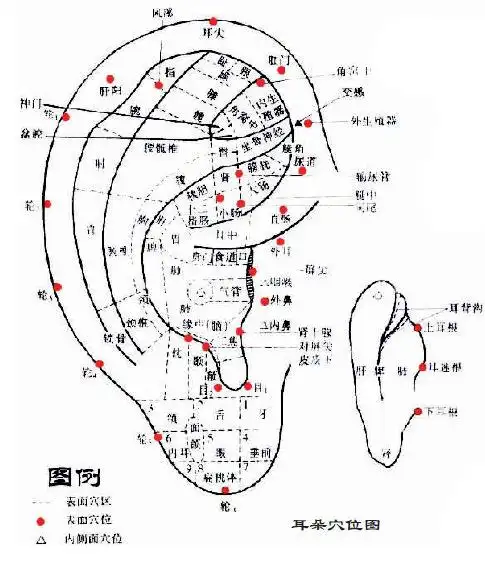 记者通过对江苏省唯一开展耳诊及耳针治疗的江苏省人民医院针灸科专家