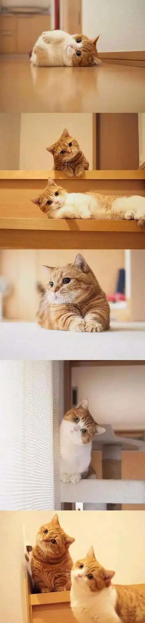 一组猫咪歪头杀图片:看完后不由自主地歪脖