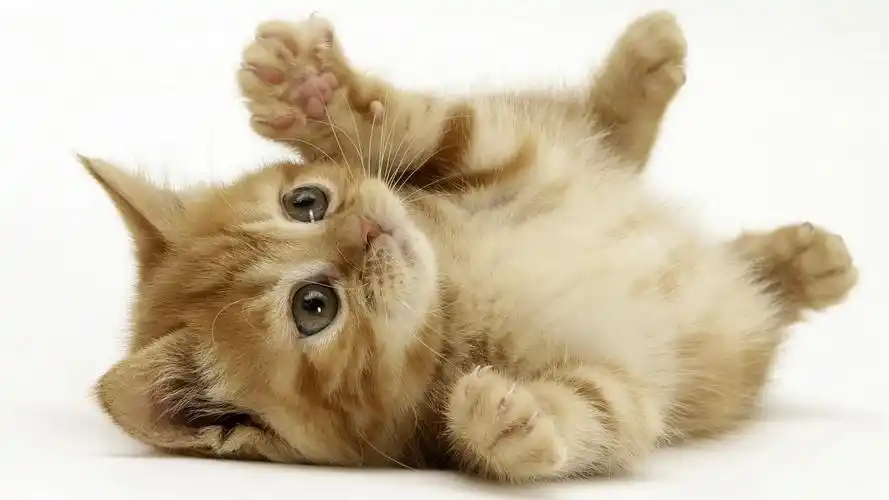 卖萌猫咪桌面壁纸_可爱卖萌的猫咪_动物壁纸_