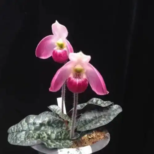 红魔帝兜兰▲熊猫微笑(汉氏兜兰和麻栗坡兜兰精品个体的杂交优选品种)