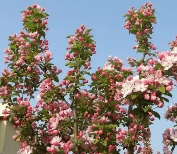 海棠树种植风水