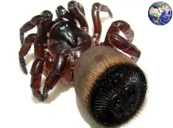 所以这种蜘蛛并没有被单独列为一种,而被认为是某种蜘蛛的变异品种.