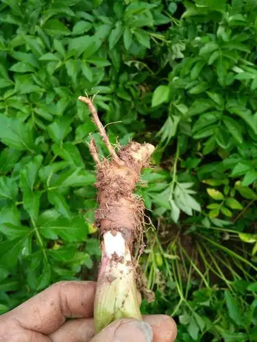 老贼阿玖  浏览   次   举报 我有更好的答案