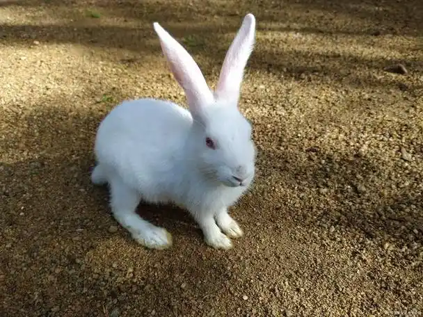 为什么兔子的耳朵有长有短呢?了解兔子耳朵的形态与功能