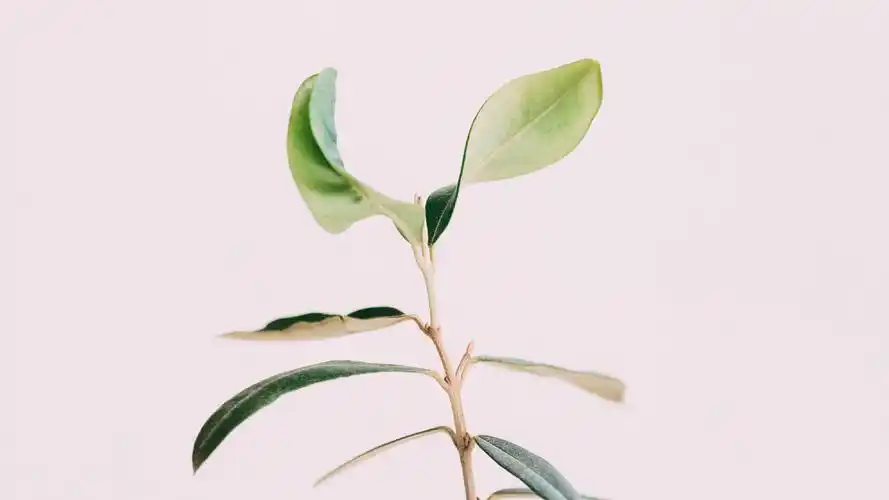 简约小清新唯美高清图片桌面壁纸