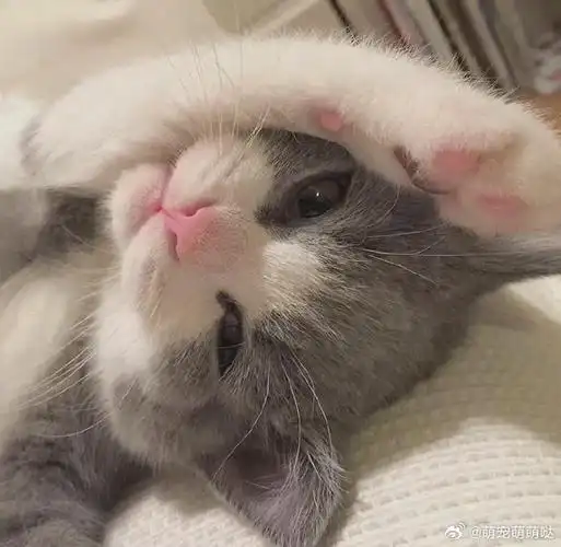 奶灰色的小猫咪它揣手手揣的好棒呀
