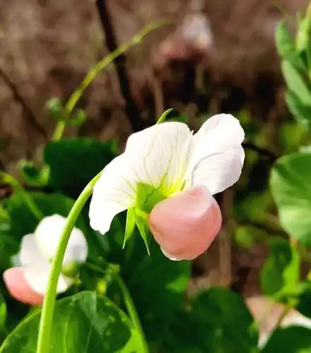 春暖花开,踏青赏花啦! - 美篇