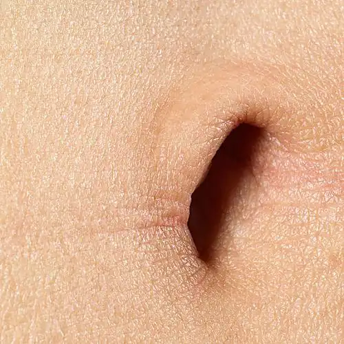 肚脐图片_肚脐高清图片_全景视觉