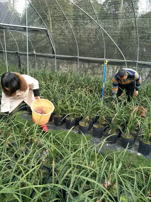 收购兰花准备做兰花茶