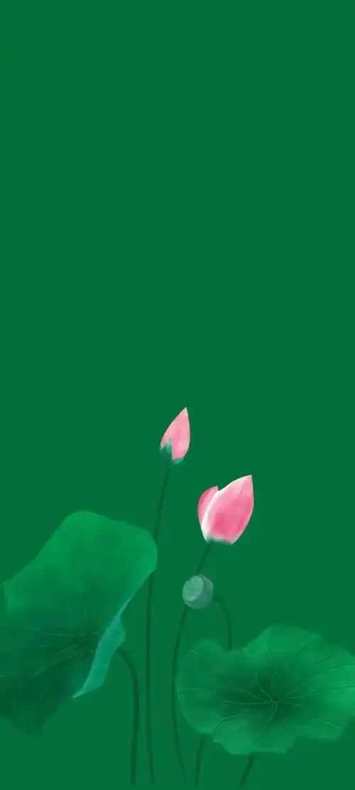 清新绿色护眼荷花壁纸