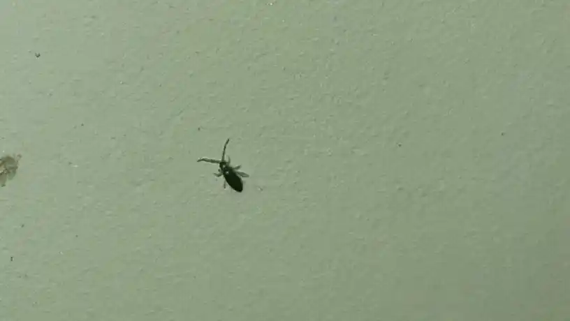 这是跳虫吗,有危害吗?