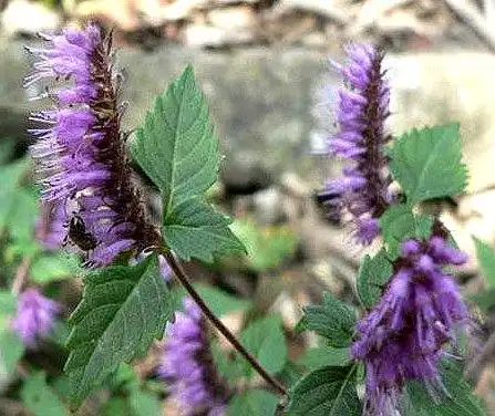 参见 土香薷条.