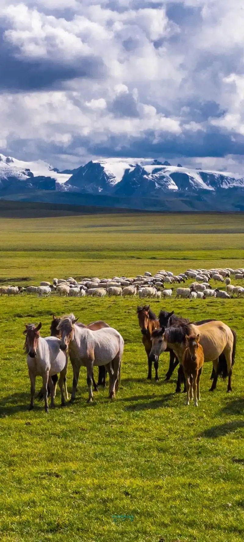 巴音布鲁克草原的夏天,手机壁纸可以下载. - 抖音