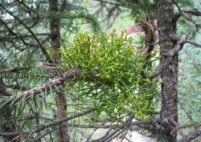 云杉寄生 arceuthobium sichuanense (h. s. kiu) hawksw.