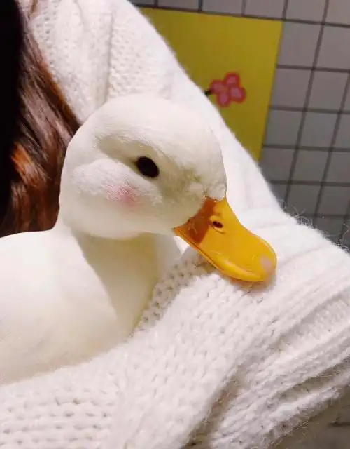 容光《少女星》成功签约电视剧〗 顶流人气不行?