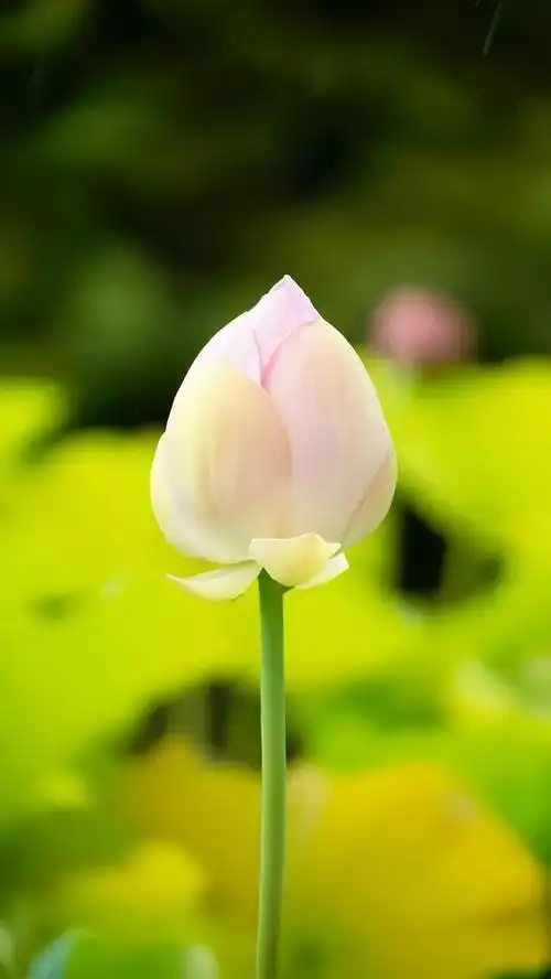 为什么佛祖都脚踩莲花?