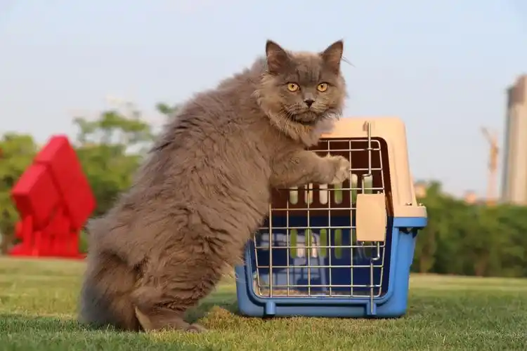沐米宠物 英短蓝猫 蓝猫 高地长毛猫