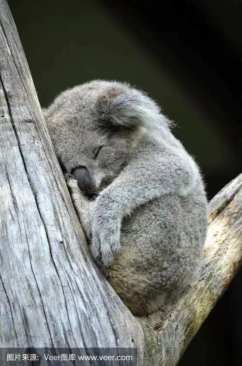 可爱的澳大利亚考拉在一棵桉树上睡觉