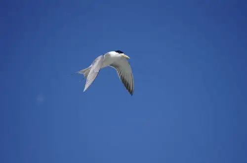 飞鸟2 - 自然类-摄影大赛2016 - 国家地理中文网