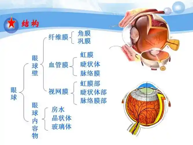 解剖学课件感觉器_第4页