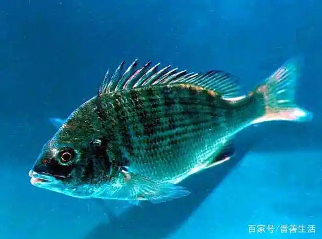 黑鲷鱼的两种垂钓方法,台钓选择钓位是关键,避开风浪才能上大鱼