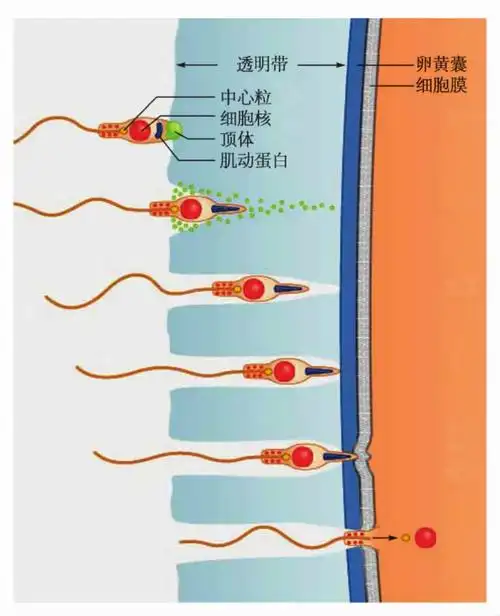 图7-7 海参精子的顶体反应(二)有丝分裂器的组装在有丝分裂前期,染色