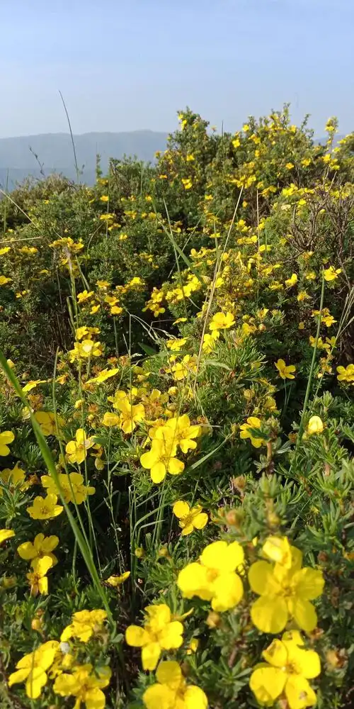 家乡的天然花,把大自然装扮的五彩缤纷,真是百花齐放,百家争鸣!